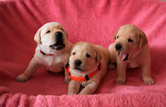 buy puppie
